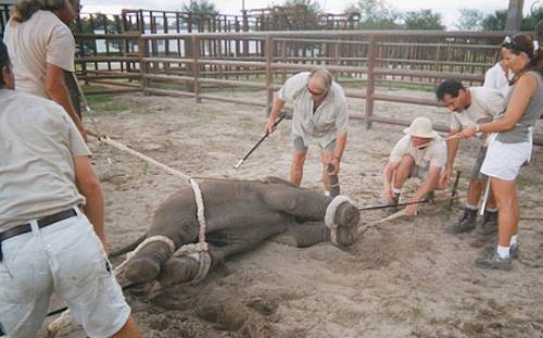 baby elephant training