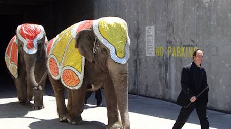 ringling elephants and trainer