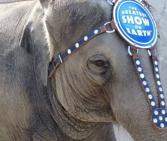 ringling elephant