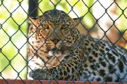 leopard