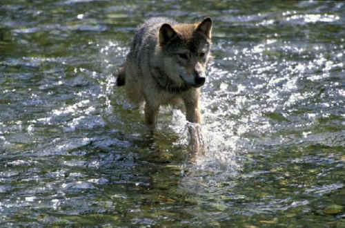 hunting wolf hunters