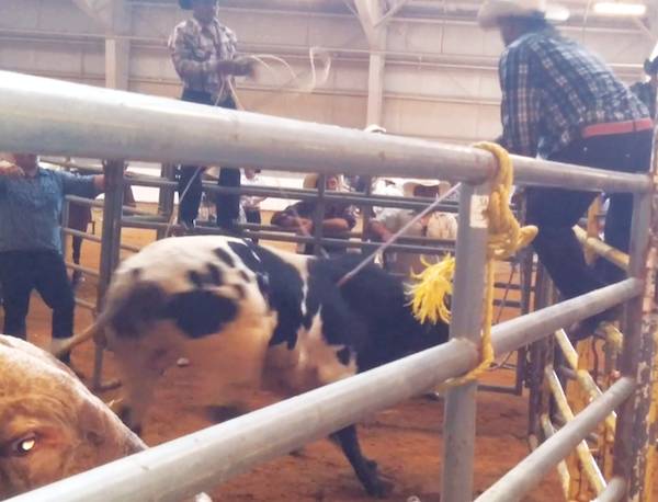 electro-shocking bulls