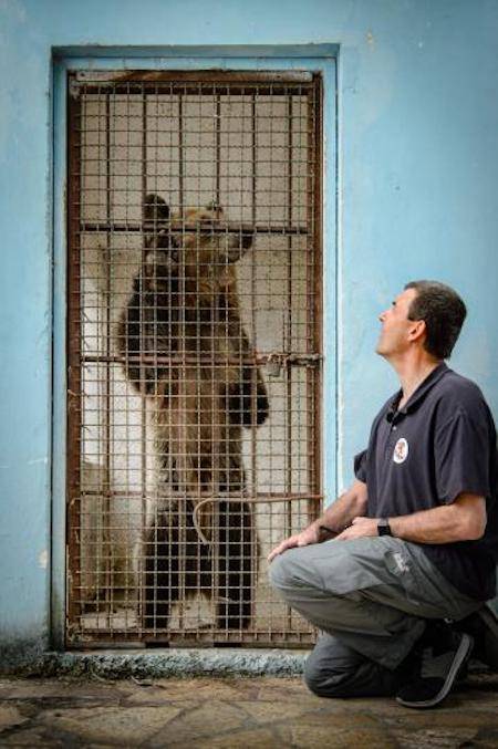 caged Bear