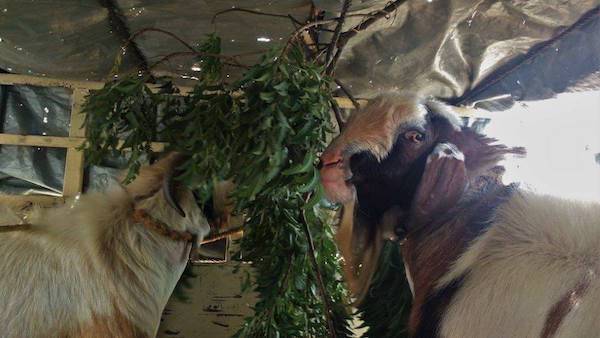 rescued circus goats