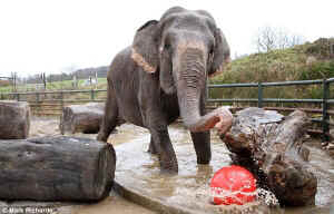 elephant Anne sanctuary