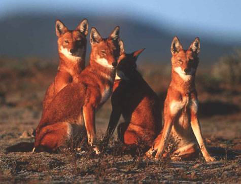 ethiopian wolves
