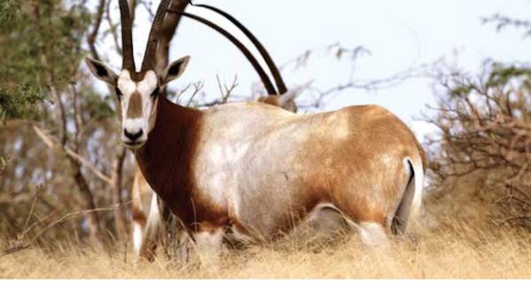 oryxes