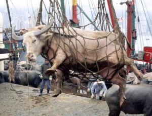 Heifer Project gifting animals