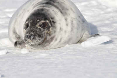 seal hunt fur