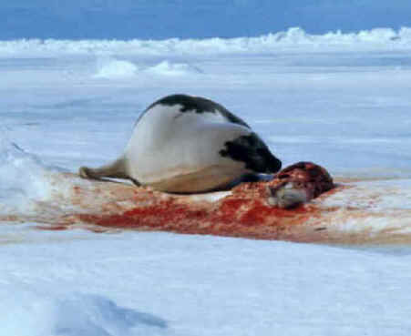 seal hunt, harp seals