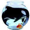 seaworld orca treadmill save lolita