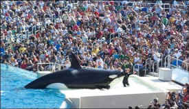 SeaWorld shamu orca captivity