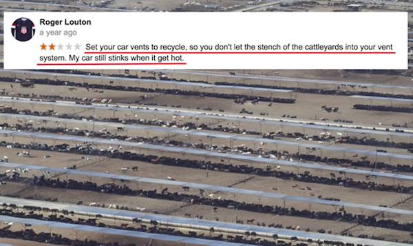 cattle feedlot stench