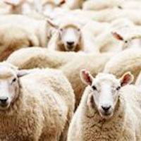 sheep