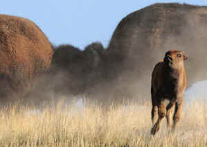 bison calf