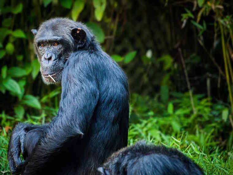 wild chimp