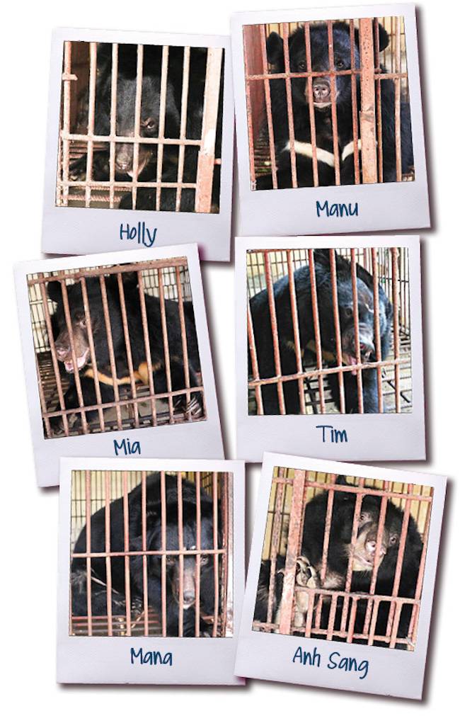 moon bears