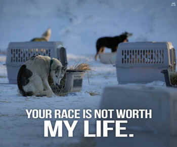 sled dogs