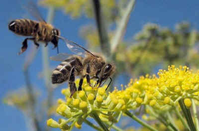 bee honey bees colony collapse