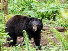 bear amit patel