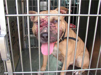 dogfight dog fight spectator