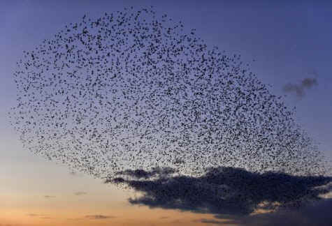 ar-starlings-2