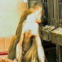 organs xenotransplantation