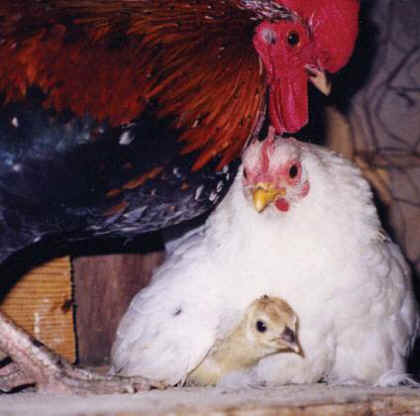 chicken family