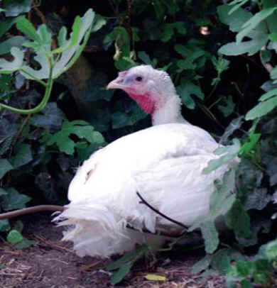 Amelia turkey