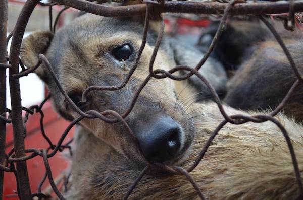 dog meat