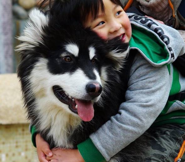 chinese dog