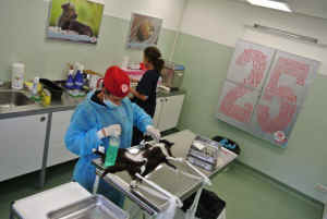 stray animals clinic Bulgaria