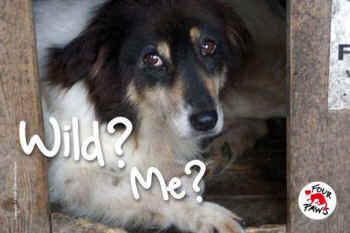 stray animals not wild animals