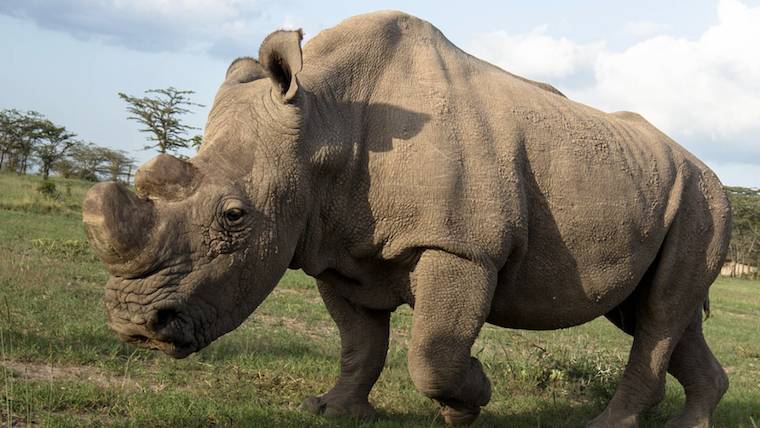 Sudan White Rhino