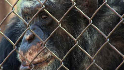 Unlocking the Cage