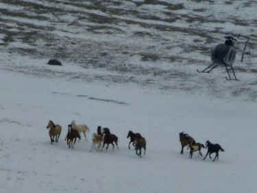Swasey wild horse roundup BLM