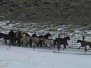 Swasey wild horse roundup BLM