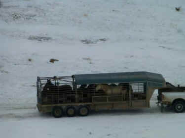 Swasey wild horse roundup BLM
