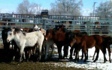 Swasey wild horse roundup BLM