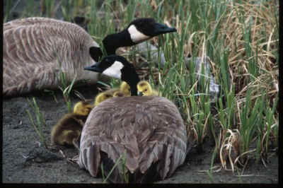 goose geese poop diapers
