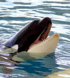 whale Tilikum Seaworld Blackfish