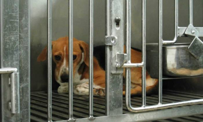 caged beagle