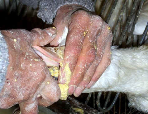 foie gras, foie,gras,duck,geese,goose