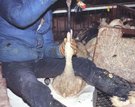 foie gras,foie,gras,duck,geese,goose