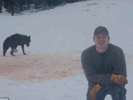 wolf, wolves, leghold, trap