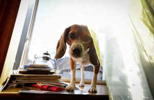 Alice rescued vivisection