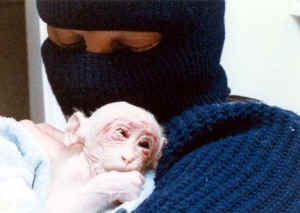 Britches rescued vivisection