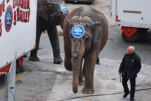 ringling elephant