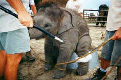 Ringling circus baby elephant