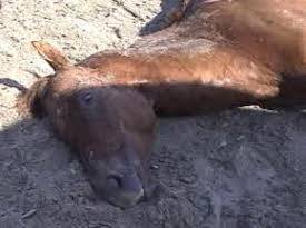 dead horse